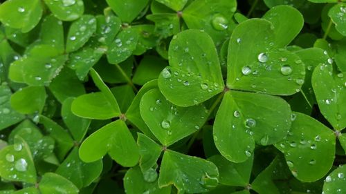 Close-up of leaves