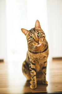 Portrait of tabby cat on table at home