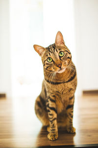 Portrait of tabby cat on table at home