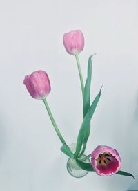 Close-up of pink tulip flowers against white background
