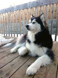 Close-up of dog relaxing outdoors