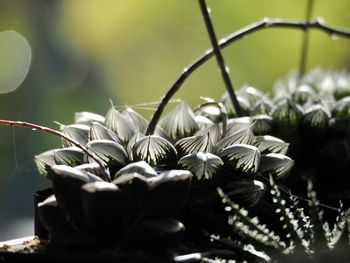 Close-up of white flowering plants