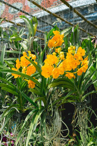 Close-up of yellow flowers blooming outdoors