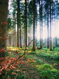 Trees in forest