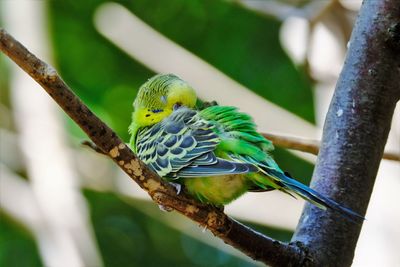 Sleeping budgie zoo leipzig