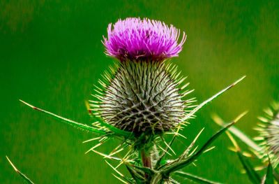 Close-up of thistle flower