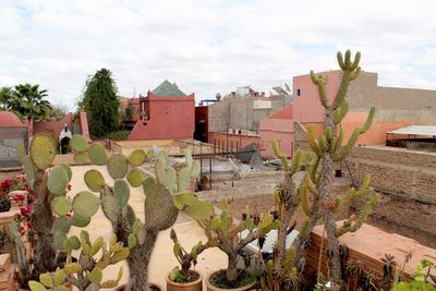 Cactus plants on roof of building