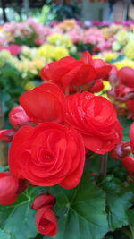 Close-up of red roses