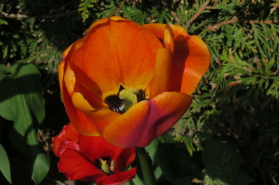 Close-up of orange flower