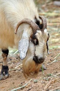 Close-up of goat on field