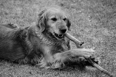 Dog chewing on stick