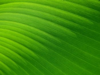 Full frame shot of palm leaf