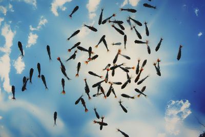 Low angle view of birds flying in sky