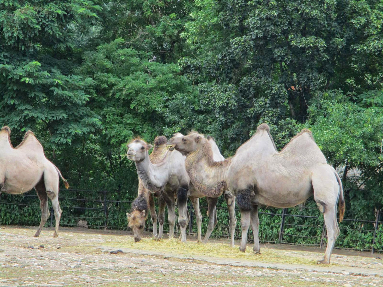 HORSES STANDING ON FIELD