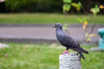 Close-up of pigeon perching on wooden post