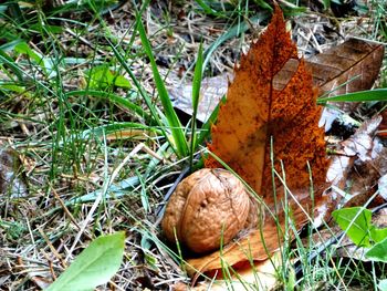 Close-up of dry autumn leaves on field