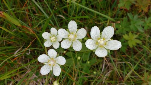 Close-up of flowers blooming outdoors