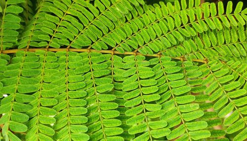 Full frame shot of fern leaves