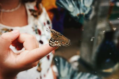 Close-up of hand holding butterfly