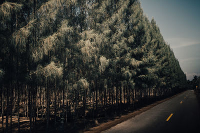 Road amidst trees against sky