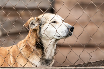 Close-up of a dog looking away