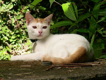 Portrait of cat sitting by plants