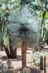 Close-up of palm tree in field