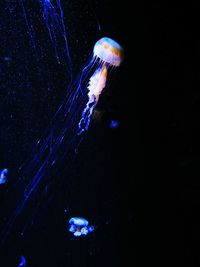 Close-up of jellyfish swimming in sea