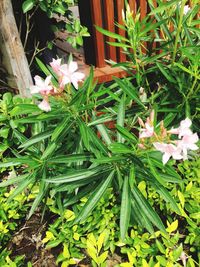 High angle view of various flowers blooming outdoors