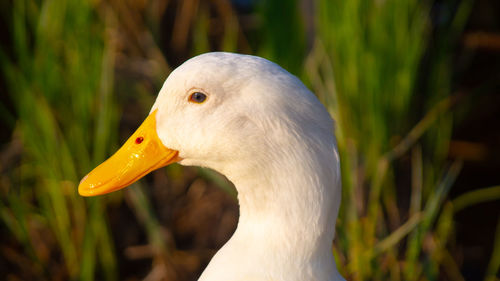 Close-up low level view of aylesbury pekin peking american domestic duck ducks head close up