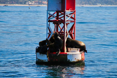 View of dog in sea