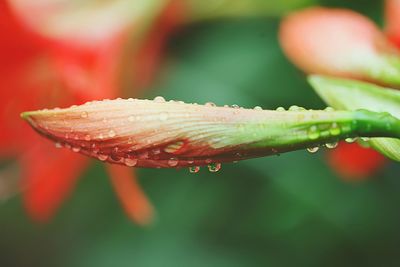 Close-up of wet plant