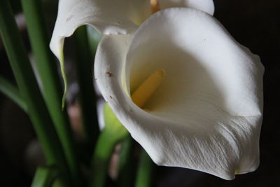 Close-up of white calla lily blooming outdoors