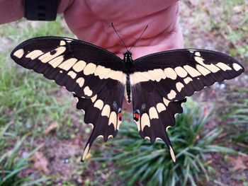 Close-up of butterfly on plant