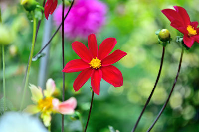 Close-up of pink flowering plants