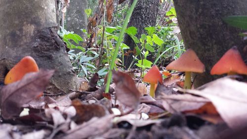 Close-up of leaves on tree trunk