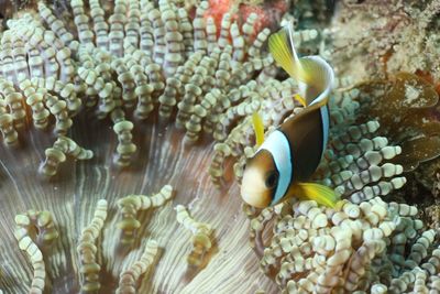 Tropical fish swimming on sea anemone