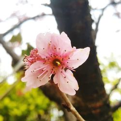 Close-up of pink flower on branch