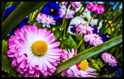 Close-up of purple flowers