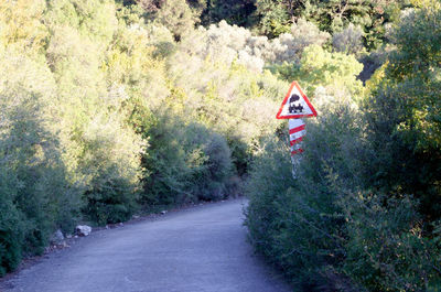 Road amidst trees