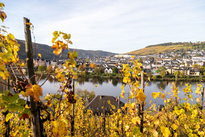 Scenic view of yellow flowering plants by mountains against sky