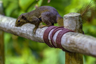 Close-up of plant against blurred background