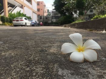 Close-up of white flower