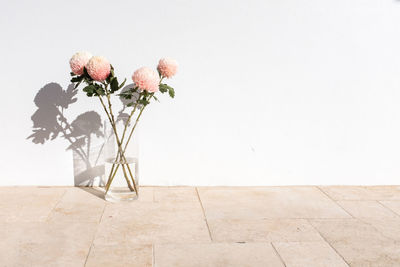 Rose plant in vase against wall