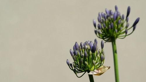 Close-up of purple flowering plant against white background