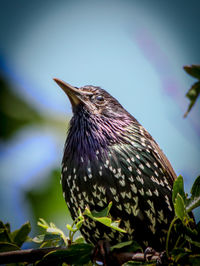 Close-up of bird perching on branch