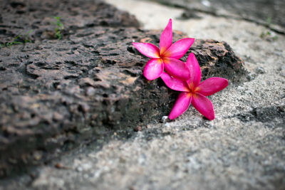 Close-up of pink rose flower on rock