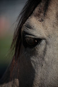 Close-up of horse eye