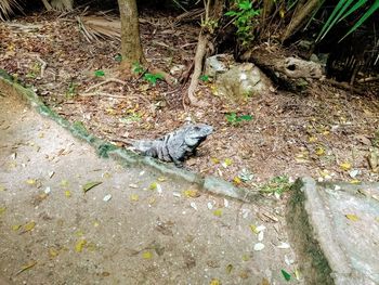 High angle view of lizard on field