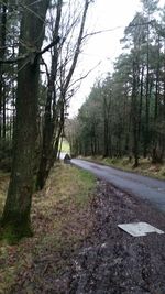 Road passing through forest